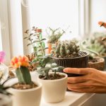 چطور از گیاهان آپارتمانی نگه داری کنیم؟