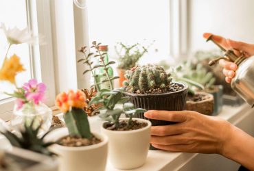 چطور از گیاهان آپارتمانی نگه داری کنیم؟